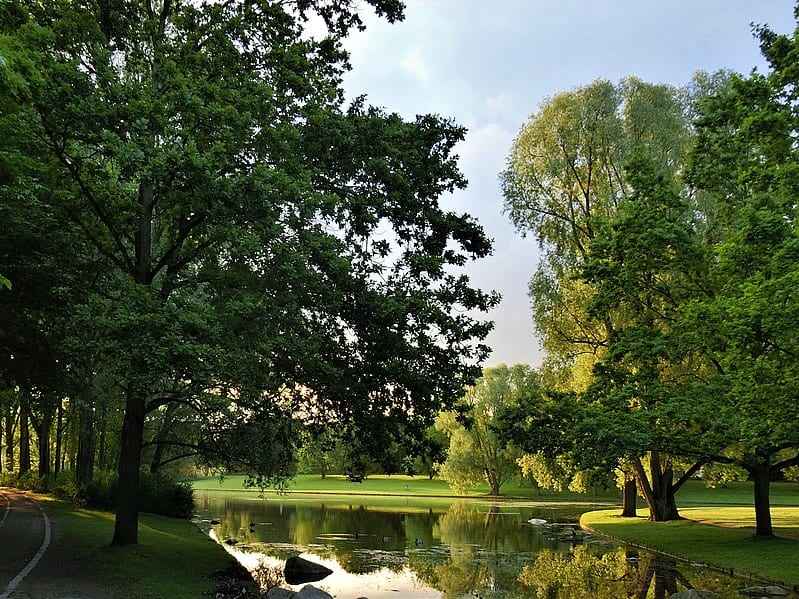 Rheinauen in Bonn 