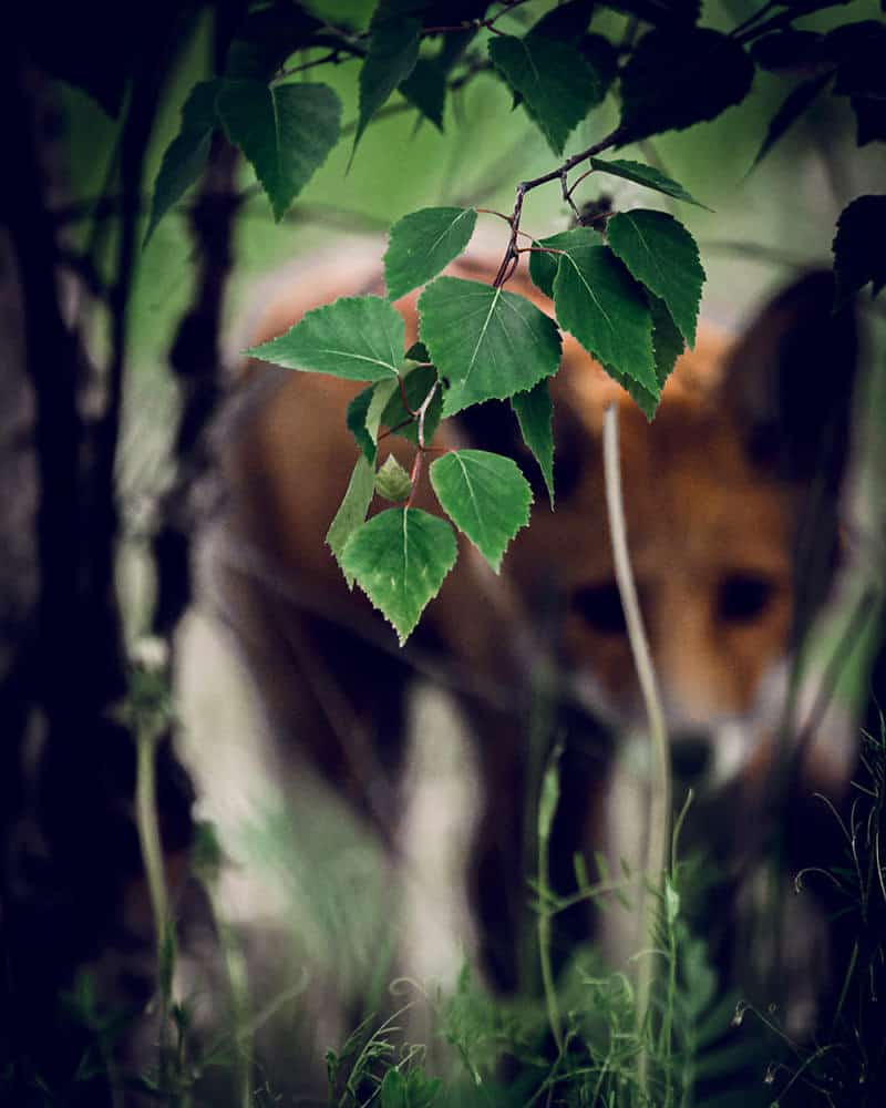 12. Photo-Photo Rubah Merah "Bersembunyi" - Design Erlistic