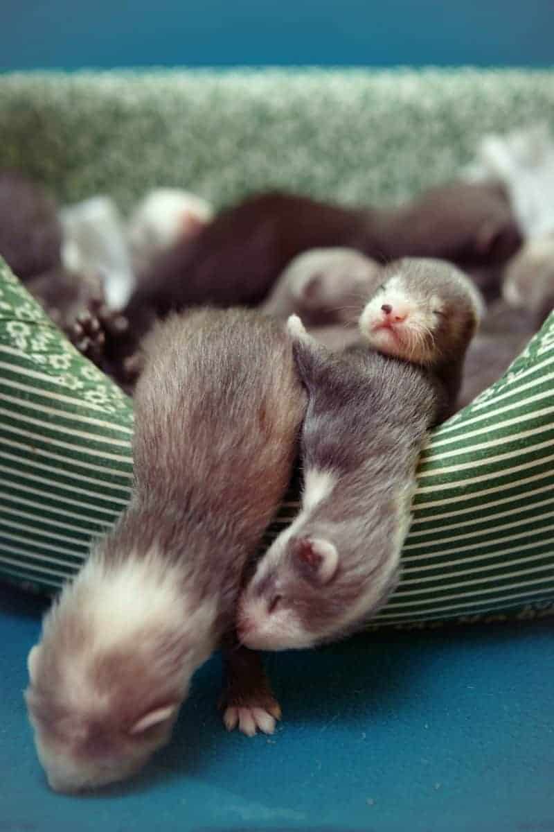 Everything You Need To Know About Baby Ferrets Young male and female 4 weeks old ferrets of various colors laying and posing on background