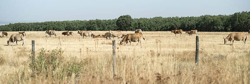 Cows graze yellowed grass פרות במרעה. המניע הישיר לרוב אובדן היערות באמזונס