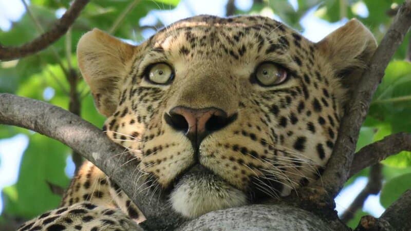 How did the leopard get their spots? We're fascinated by origin stories. Photo by Leo D'Amico on Unsplash