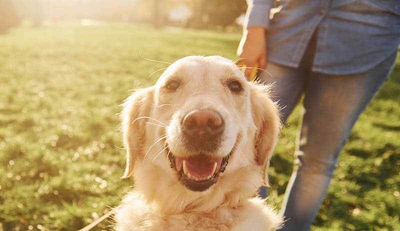 Happy cute animal. Woman have a walk with two Golden Retriever dogs in the park כלב שמח בפארק