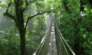 Hanging Bridge Plan Trip CR