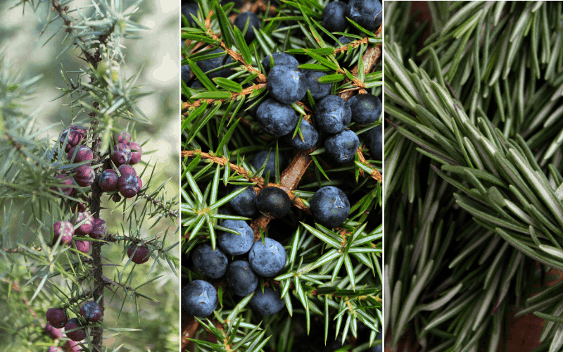 Juniper Berries Substitutes