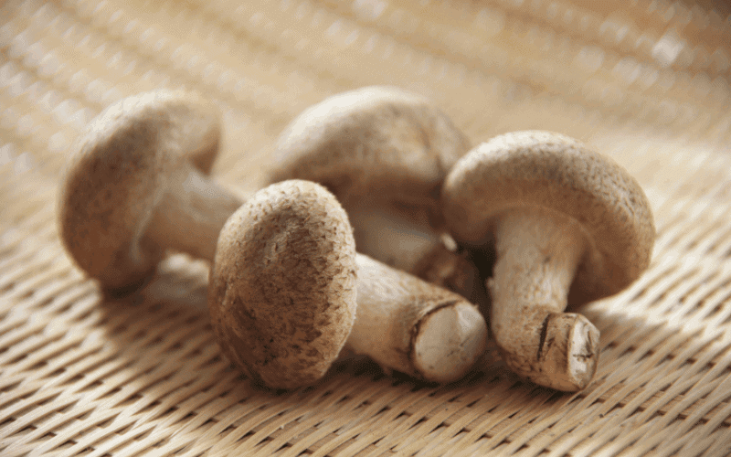 Substitutes for Shiitake Mushrooms