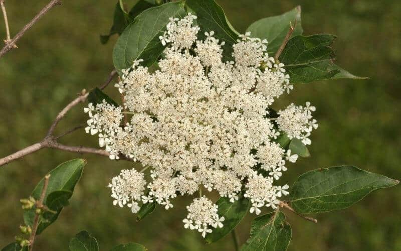 Health Benefits Of Queen Anne's Lace