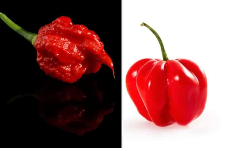 Difference Between Carolina Reaper and Habanero