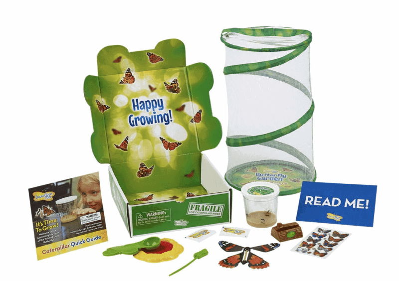 Butterfly Garden Hatching Kit