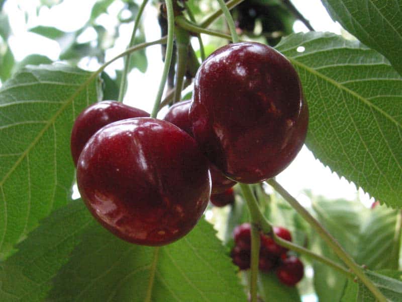 kersen aan de boom in close up