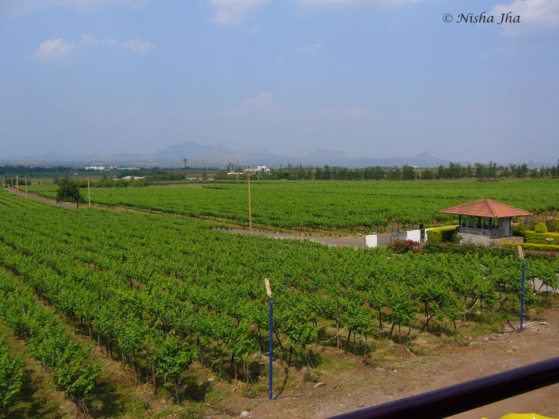 wines vineyard