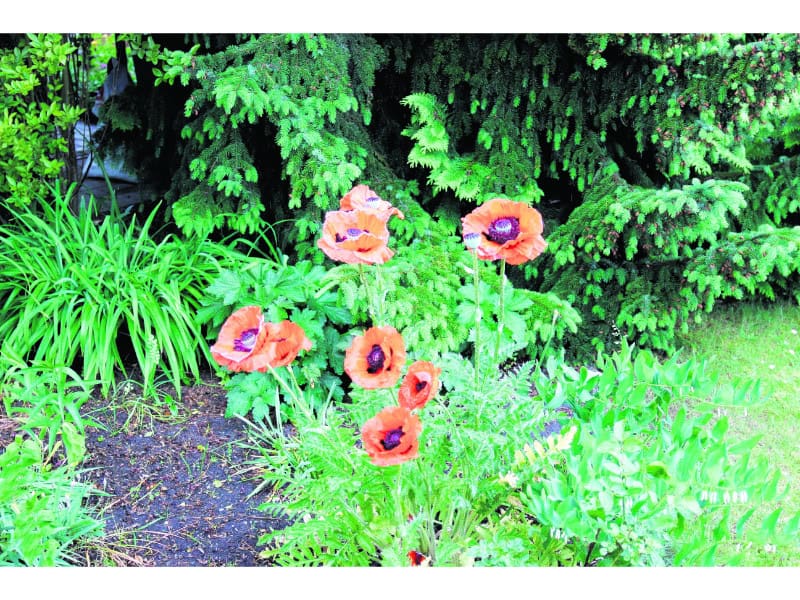 Der „Asphalt-Granit“ bewährt sich in Senftenberg