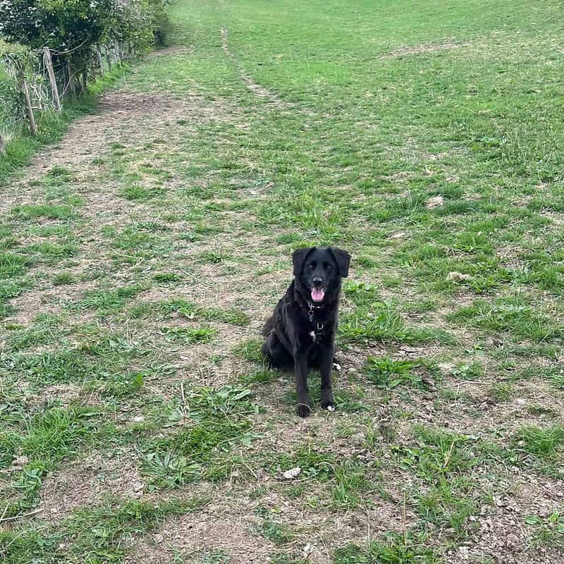 Black dog in field