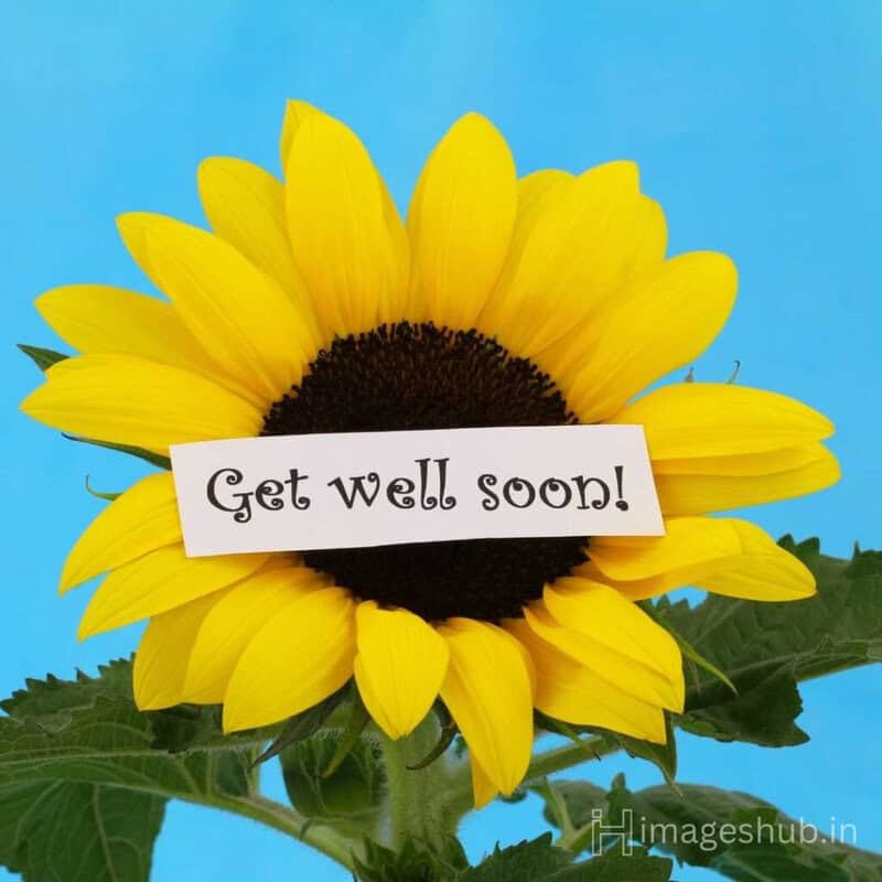beautiful yellow sunflower wishes you get well soon