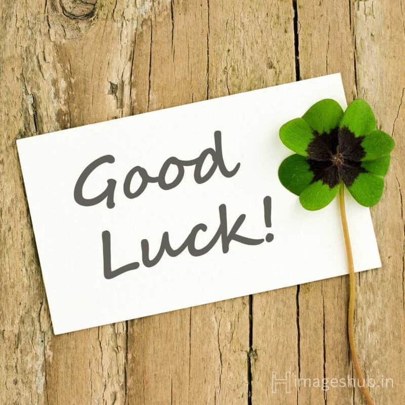 good luck wish with lucky plant used in the image