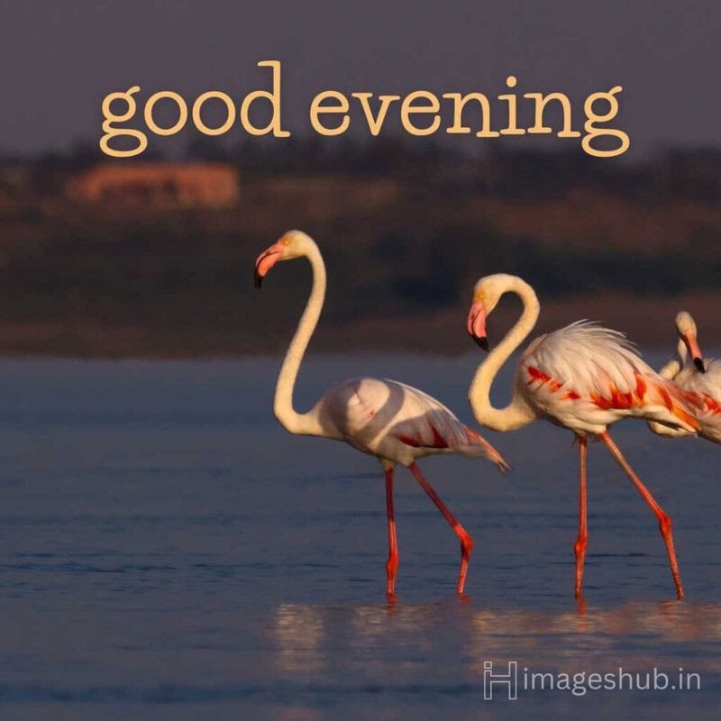 two beautiful cranes in sea saying good evening wish for whatsapp