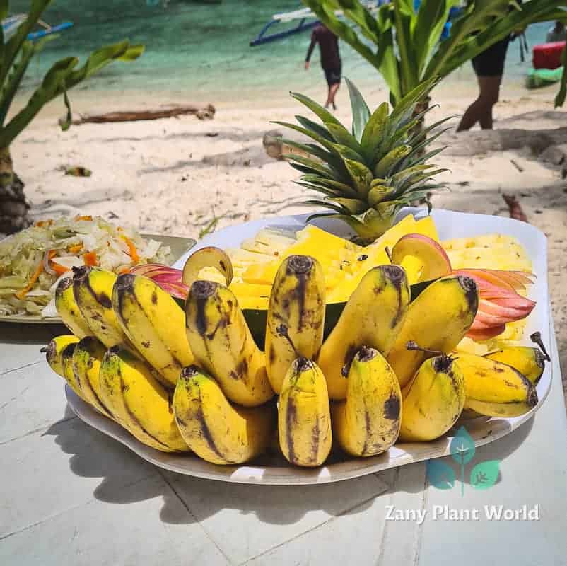 Banana Peel For Plants 16 Benefits And How To Best Use It In The Garden