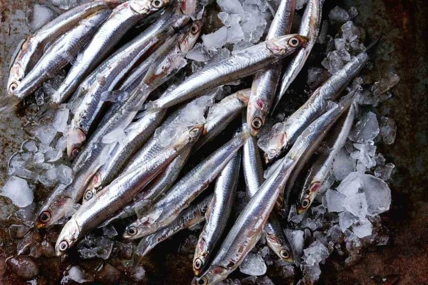 Anchovies Substitutes