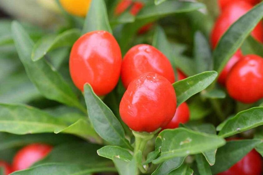 Can You Eat Ornamental Peppers