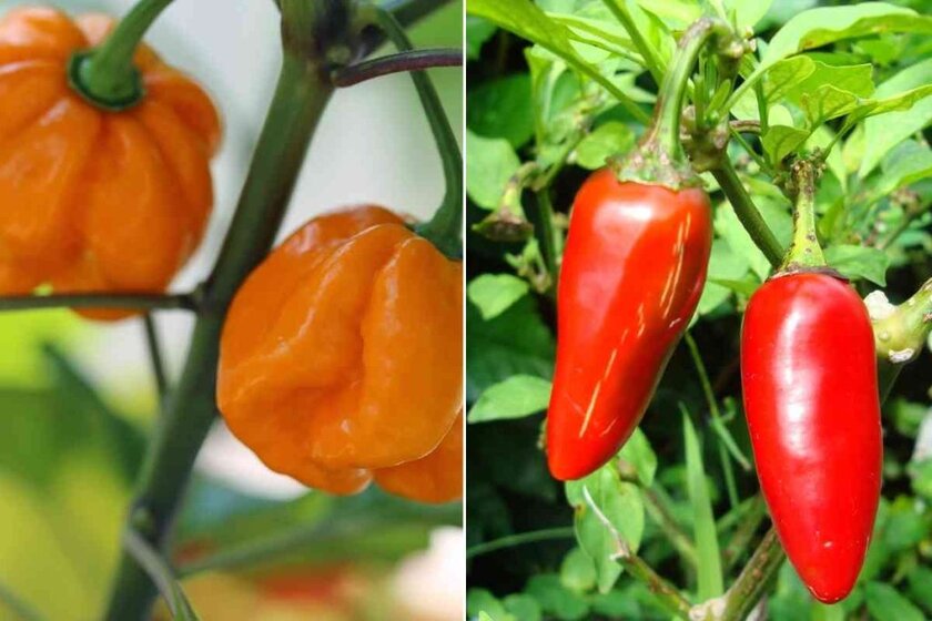 Difference Between Carolina Reaper and Jalapeno Pepper