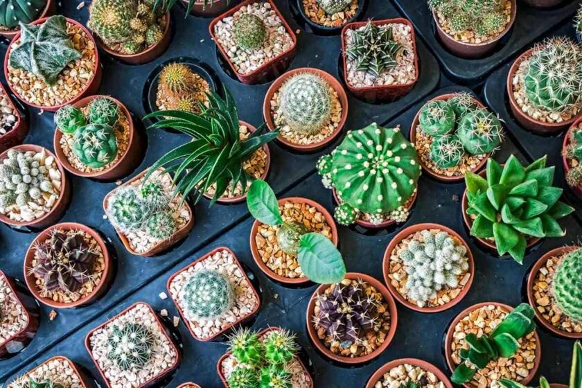 Is It Healthy To Eat Cactus