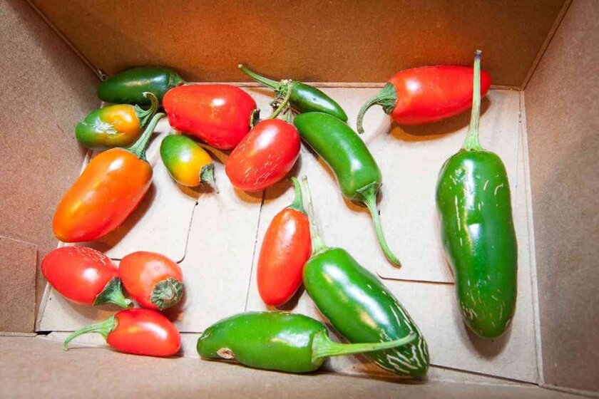 Jalapeno Seasoning Substitutes