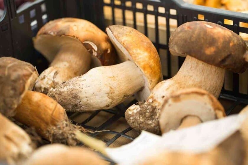 Best Substitutes For Porcini Mushroom