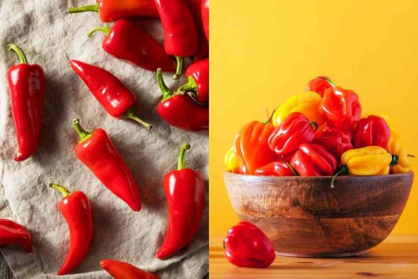 Fresno pepper Vs Habanero