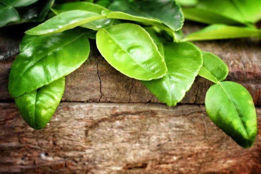 Kaffir Lime Leaves Substitutes