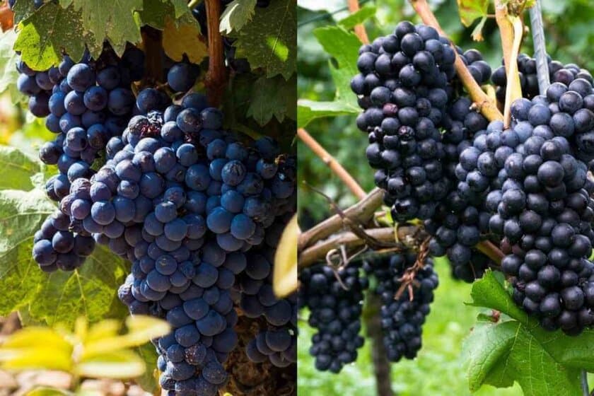 Tempranillo Vs Pinot Noir