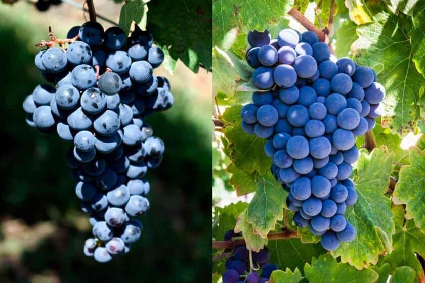 Tempranillo vs Malbec