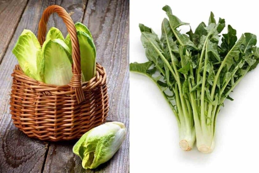 Difference between Endive vs Chicory
