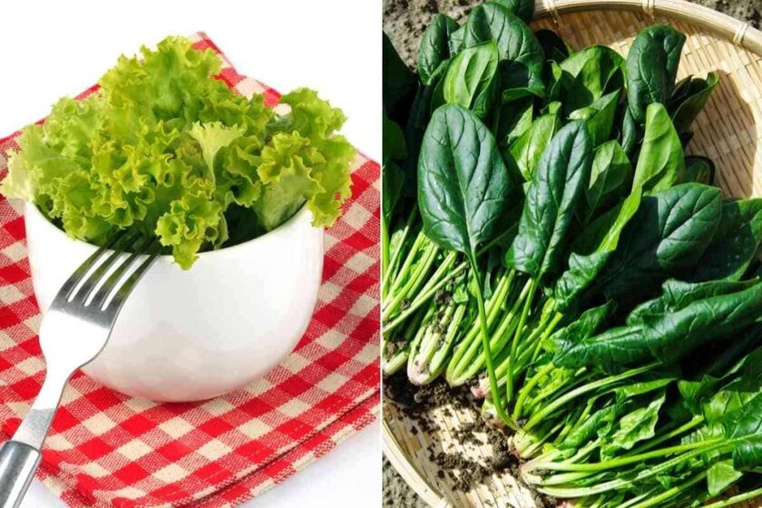Escarole Vs Spinach