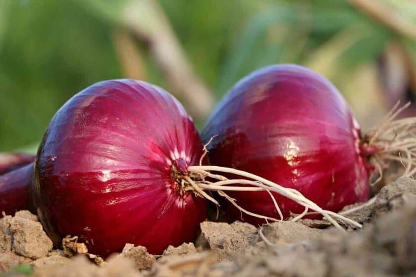 Red Onion Substitutes