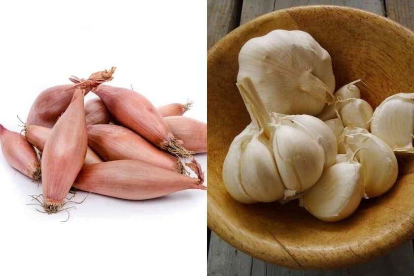 Shallots vs Garlic