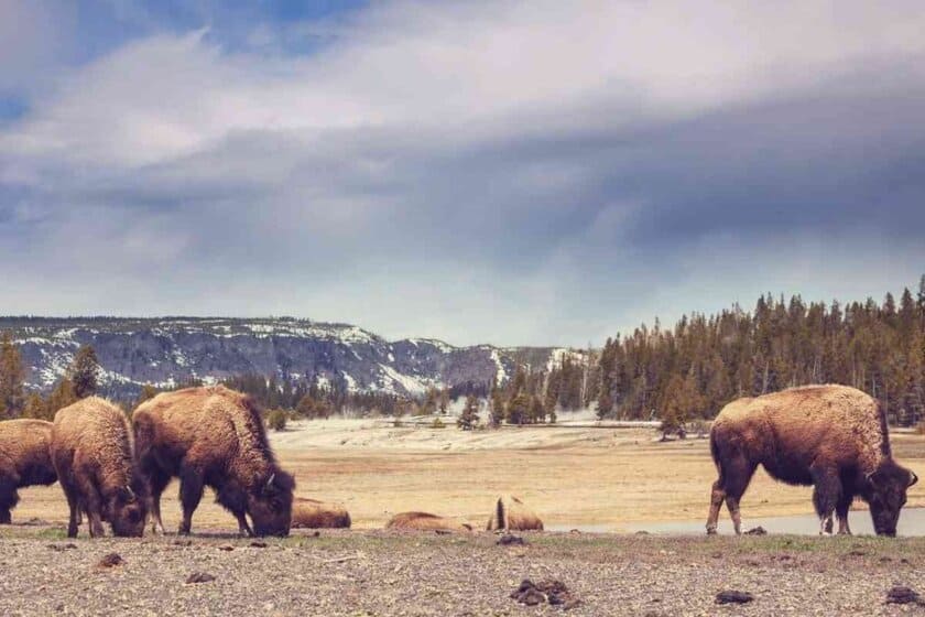 What Does Buffalo Meat Taste Like