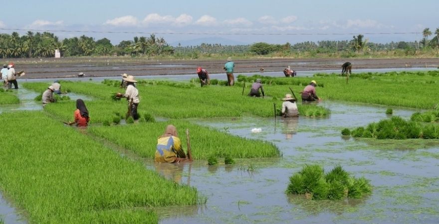 bayanihan in rice planting. Example of bayanihan in rural areas.