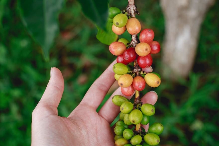 Hand holding coffee cherries still on the branch