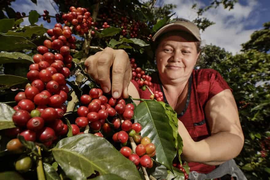 Daisy del Carmen Reyes of San Carlos II Cooperative checks out a plant loaded with mature coffee beans in Oscicala, Morazan, El Salvador.