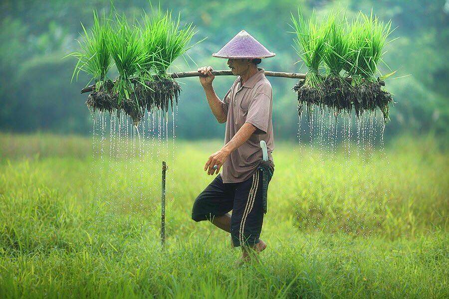 45+ Fotografi Alam Pedesaan Indah Yang Menyejukan Hati 11 08. Fotografi Lanskap Alam Desa - Fotografer Achmad Munasit / Asit - Design Erlistic