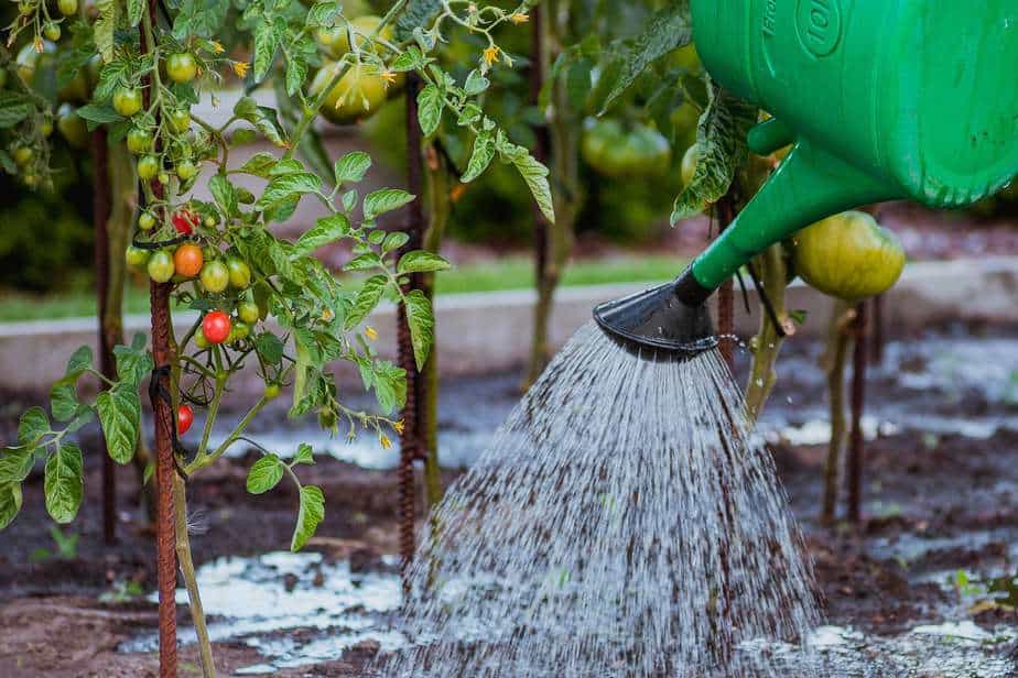 Asche zum Düngen von Tomaten