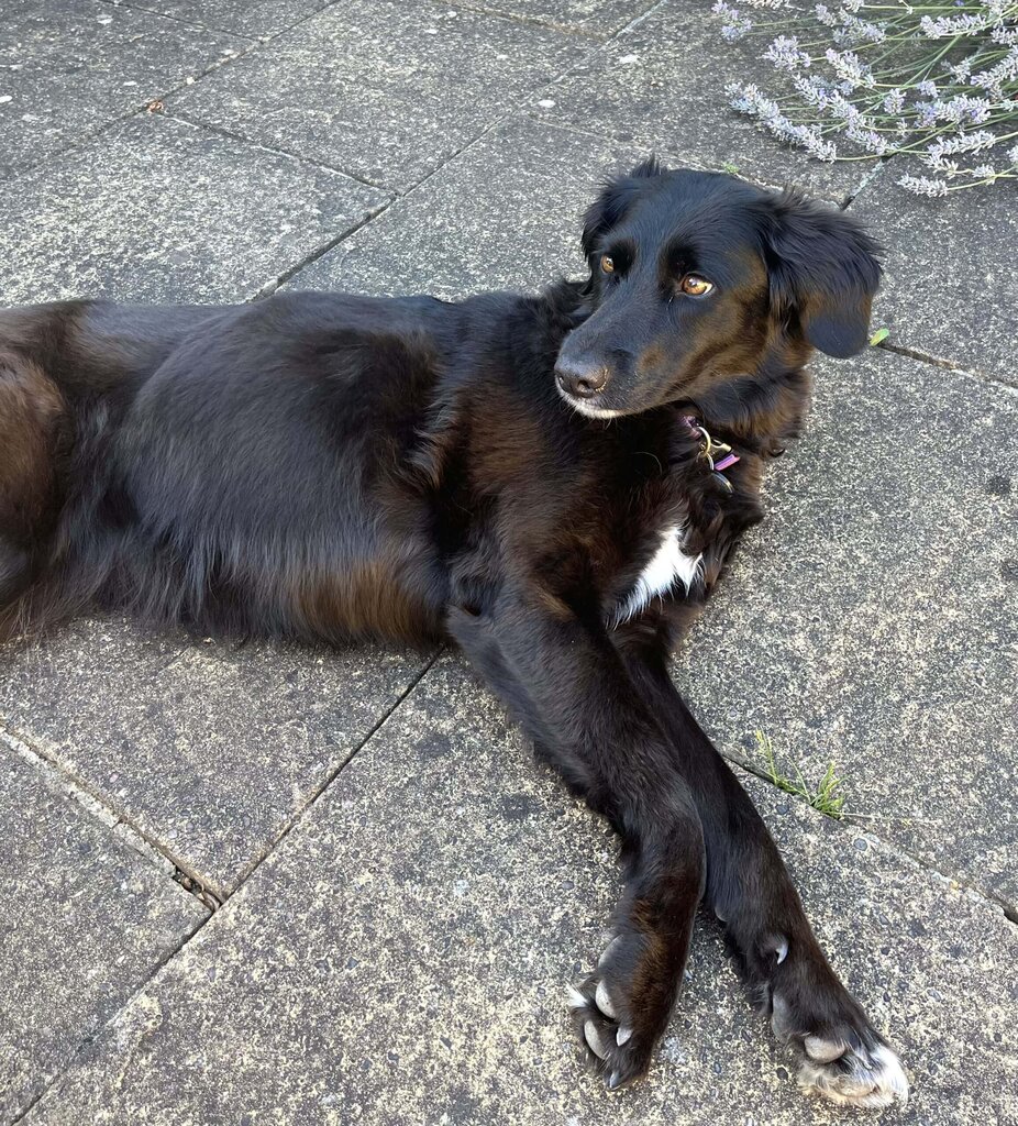 Black dog lying down