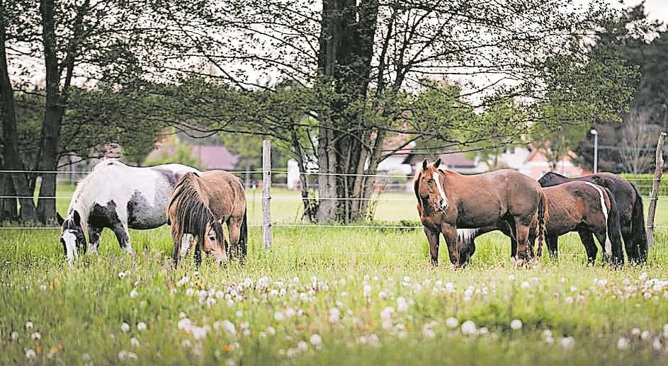 10 Jahre Pferdegeflüster in Kolkwitz