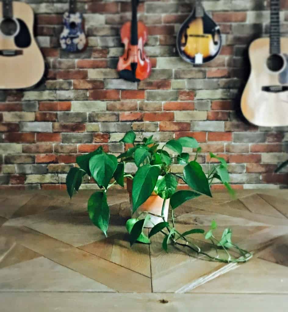 pothos sitting on table
