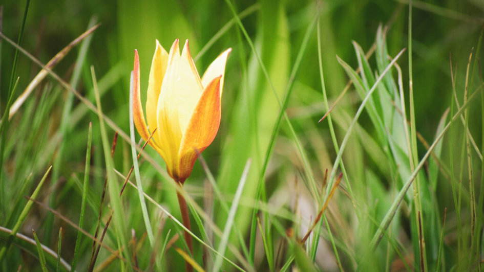 Tulpe_HiRes-6