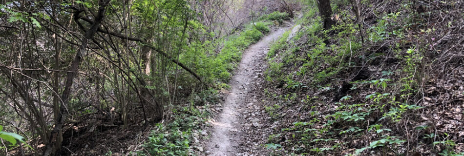 big cedar wilderness, hypnotic trip