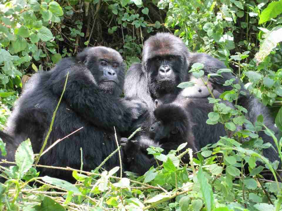 Rwanda Gorilla Travel Guide