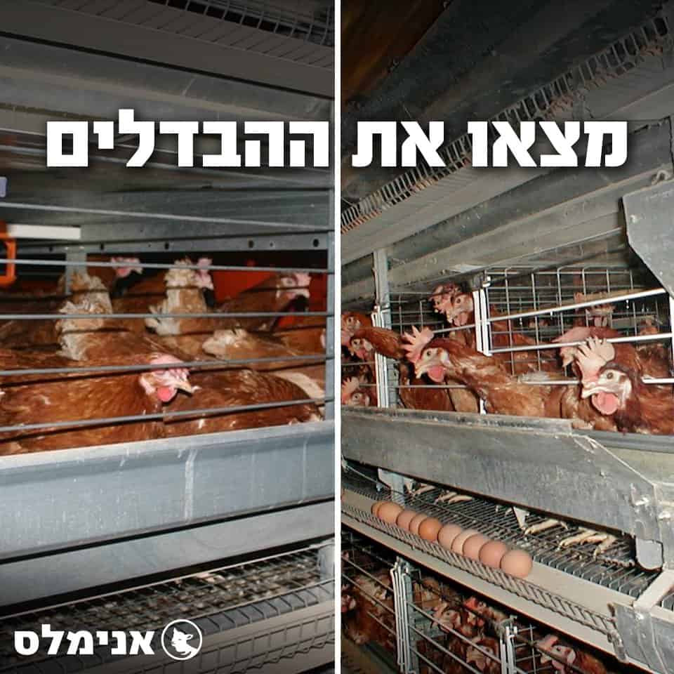 לולי תרנגולות בתעשיית הביצים