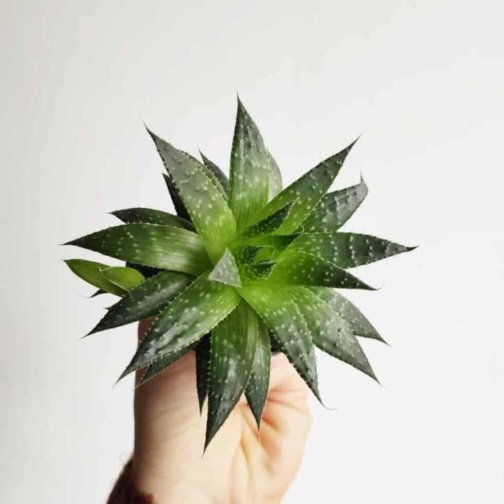 aloes ościsty aloe aristata