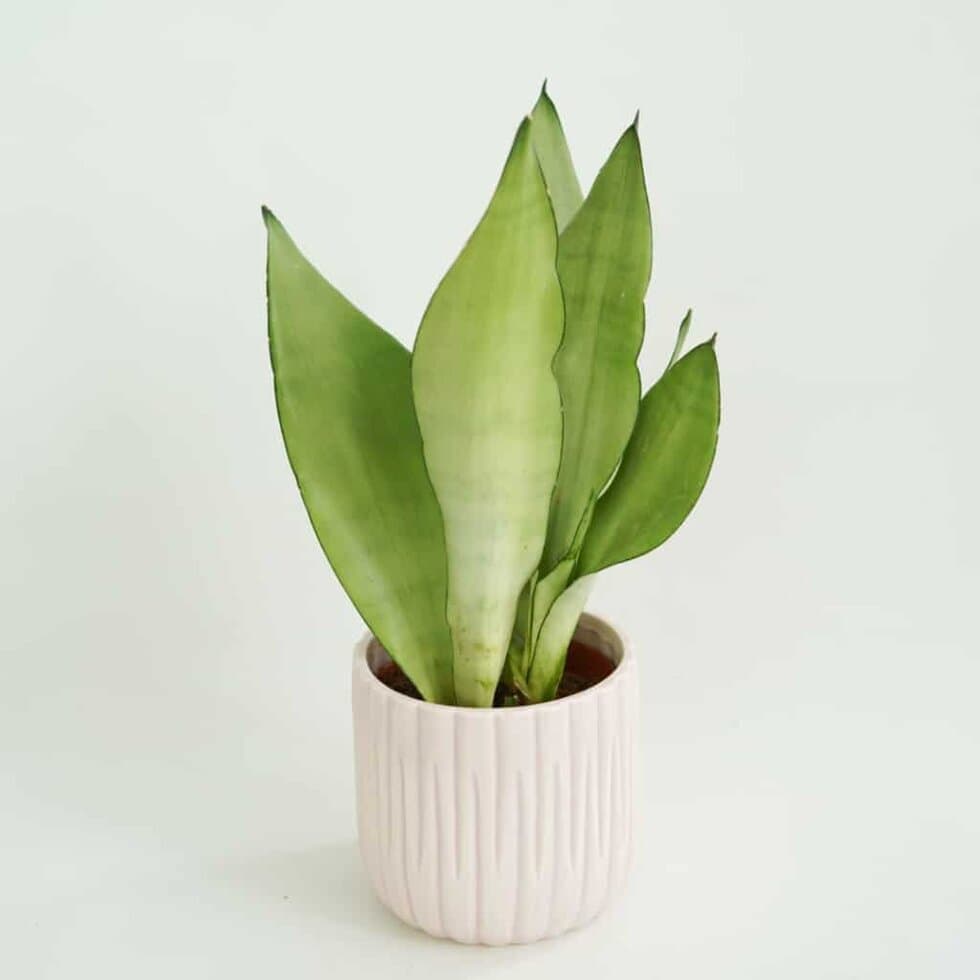 Sansewieria 'Moonshine' (Sansevieria trifasciata)