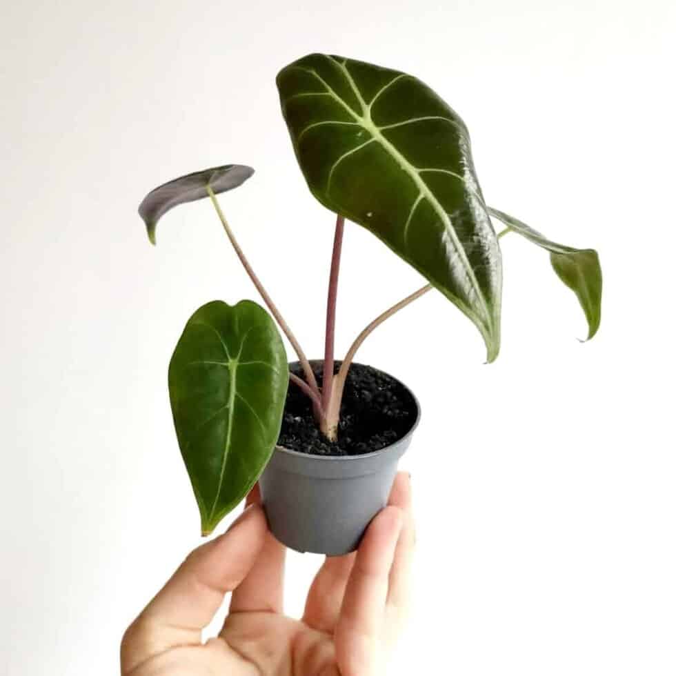 Alokazja longiloba 'Grandis' MINI (Alocasia longiloba)